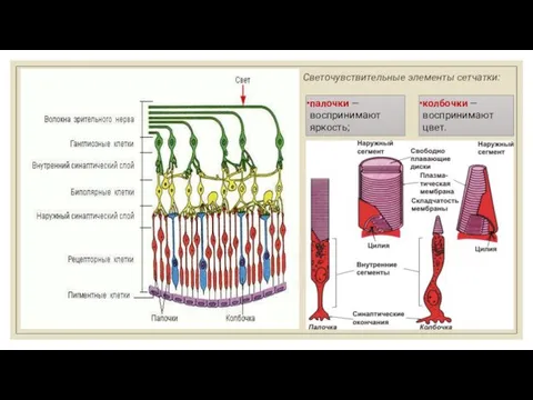 Светочувствительные элементы сетчатки: палочки — воспринимают яркость; колбочки — воспринимают цвет.