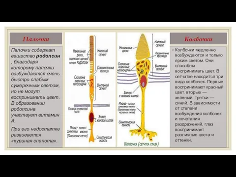 Палочки Палочки содержат вещество родопсин, благодаря которому палочки возбуждаются очень быстро