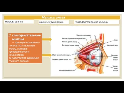 Мышцы глаза мышцы зрачка Глазодвигательные мышцы мышцы хрусталика глазодвигательные мышцы —