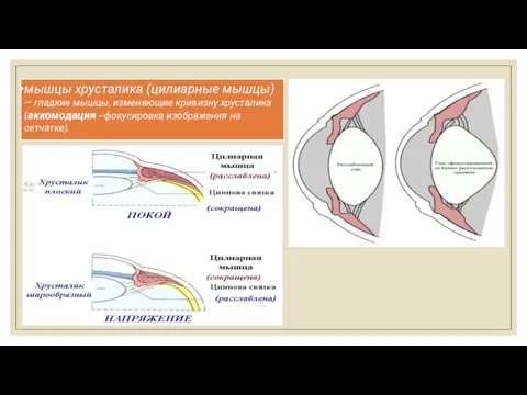 мышцы хрусталика (цилиарные мышцы) — гладкие мышцы, изменяющие кривизну хрусталика (аккомодация --фокусировка изображения на сетчатке).