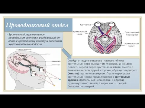 Проводниковый отдел Зрительный нерв является проводником световых раздражений от глаза к