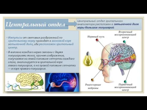 Центральный отдел Импульсы от световых раздражений по зрительному нерву проходят к