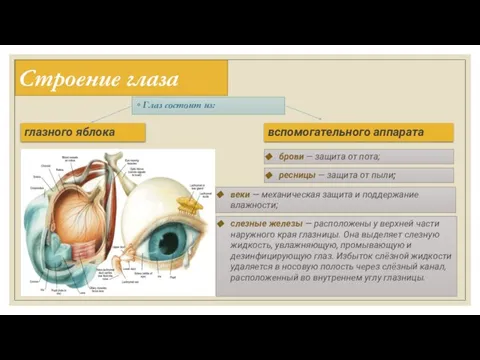Строение глаза Глаз состоит из: глазного яблока вспомогательного аппарата брови —