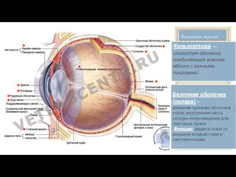Внутренние строение Коньюктива — слизистая оболочка, соединяющая глазное яблоко с кожными