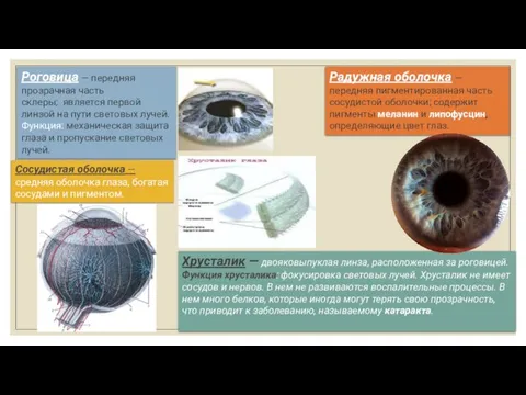 Роговица — передняя прозрачная часть склеры; является первой линзой на пути