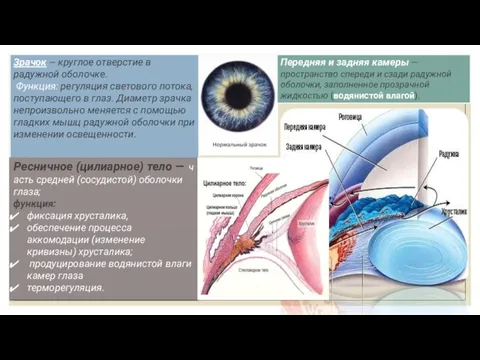 Зрачок — круглое отверстие в радужной оболочке. Функция: регуляция светового потока,