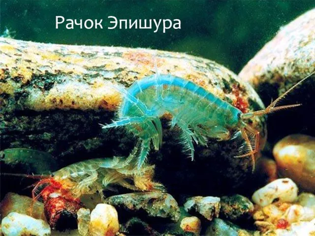 Рачок Эпишура