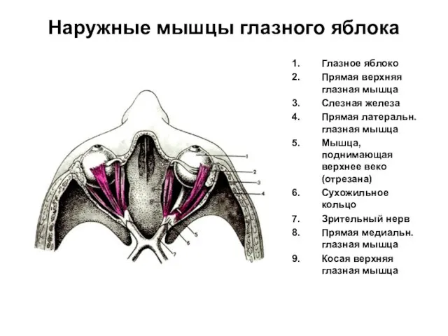 Наружные мышцы глазного яблока Глазное яблоко Прямая верхняя глазная мышца Слезная