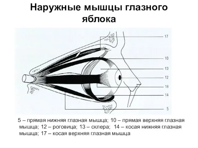 Наружные мышцы глазного яблока 5 – прямая нижняя глазная мышца; 10