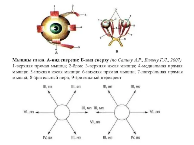 Мышцы глаза. А-вид спереди; Б-вид сверху (по Сапину А.Р., Биличу Г.Л.,