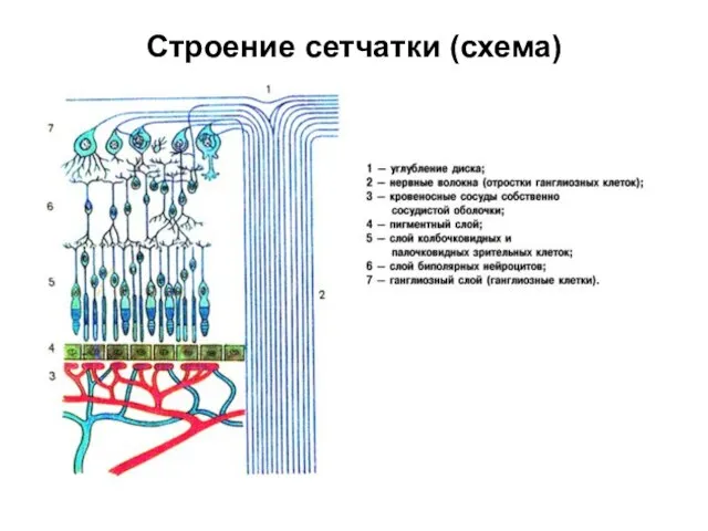 Строение сетчатки (схема)