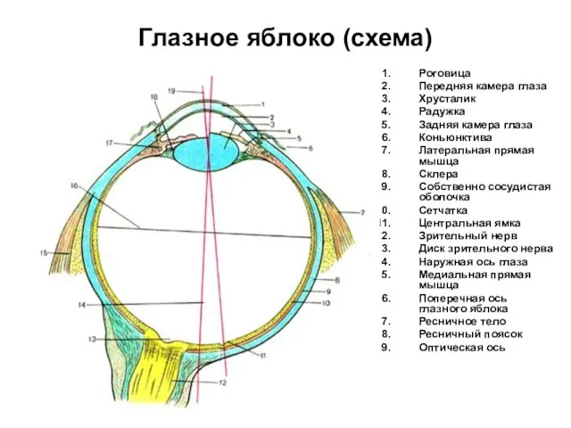 Глазное яблоко (схема) Роговица Передняя камера глаза Хрусталик Радужка Задняя камера