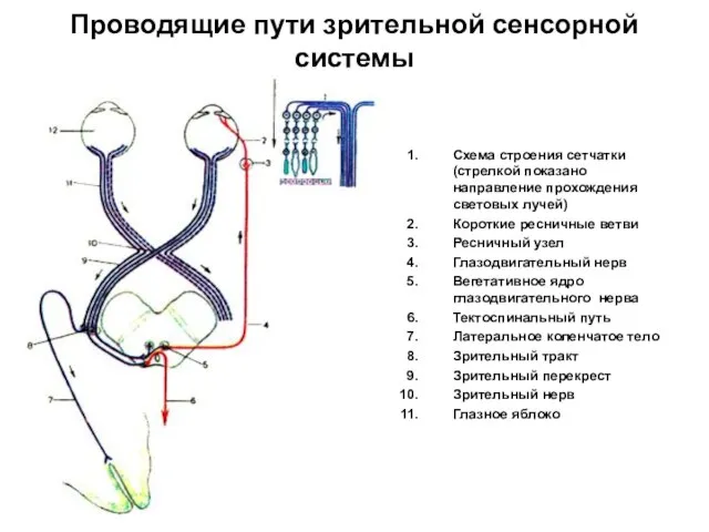 Проводящие пути зрительной сенсорной системы Схема строения сетчатки (стрелкой показано направление