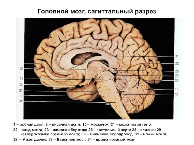 Головной мозг, сагиттальный разрез 1 – лобная доля; 8 – височная