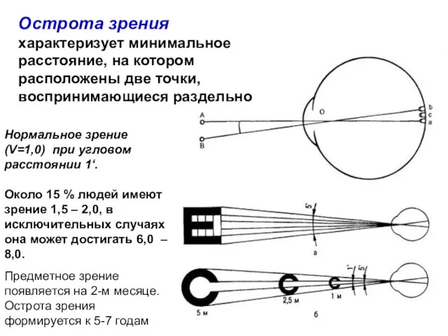 Острота зрения характеризует минимальное расстояние, на котором расположены две точки, воспринимающиеся