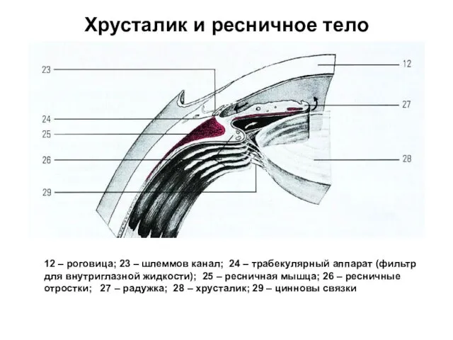 Хрусталик и ресничное тело 12 – роговица; 23 – шлеммов канал;