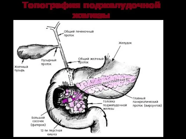 Топография поджелудочной железы