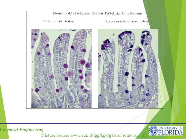 (Picture Source:www.eur.nl/fgg/kgk/gastro/ rotavirus.gif)