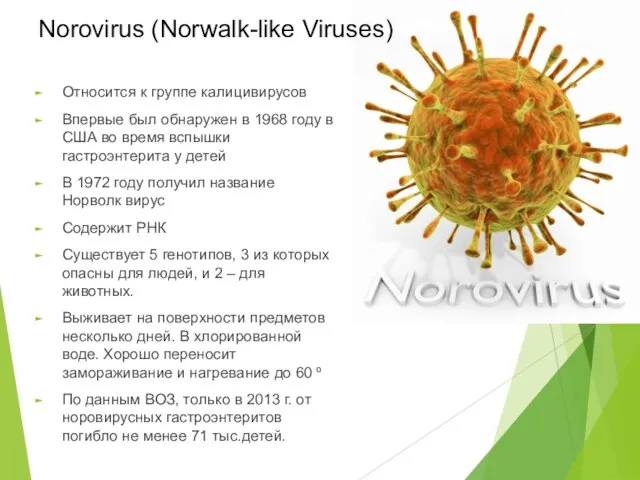 Norovirus (Norwalk-like Viruses) Относится к группе калицивирусов Впервые был обнаружен в