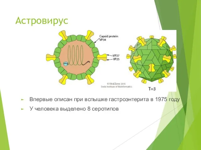 Астровирус Впервые описан при вспышке гастроэнтерита в 1975 году У человека выделено 8 серотипов