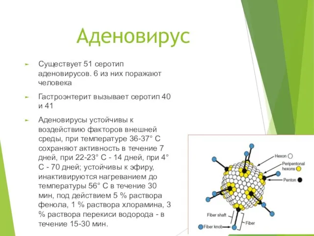 Аденовирус Существует 51 серотип аденовирусов. 6 из них поражают человека Гастроэнтерит