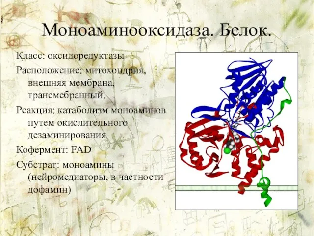 Моноаминооксидаза. Белок. Класс: оксидоредуктазы Расположение: митохондрия, внешняя мембрана, трансмебранный. Реакция: катаболизм