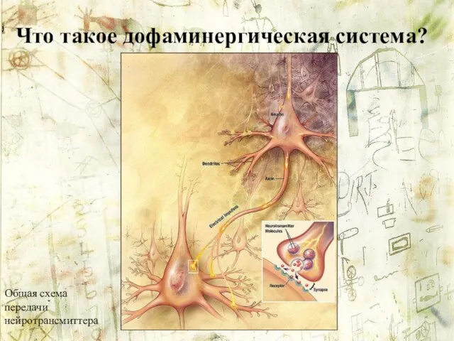 Что такое дофаминергическая система? Общая схема передачи нейротрансмиттера