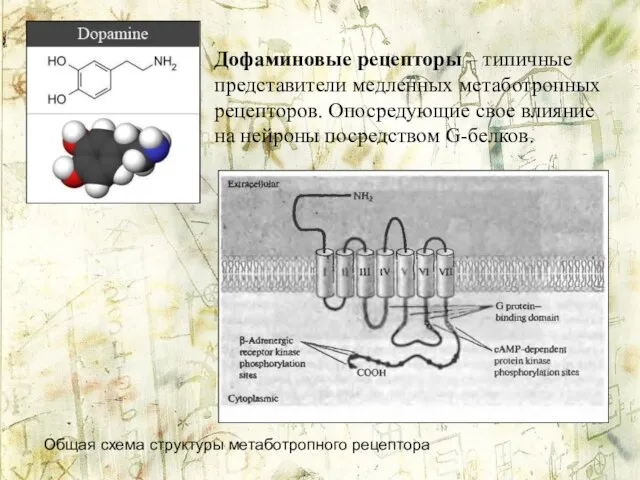 Дофаминовые рецепторы – типичные представители медленных метаботропных рецепторов. Опосредующие свое влияние