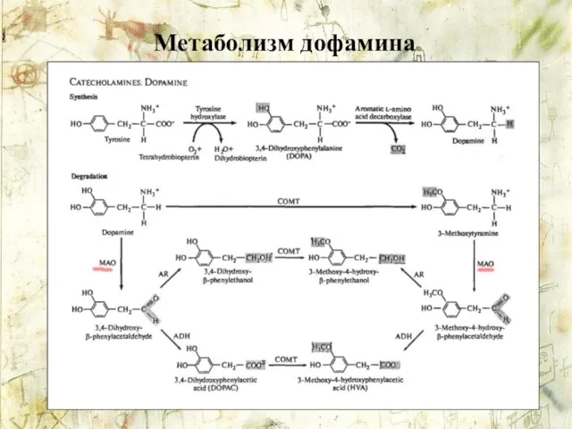 Метаболизм дофамина