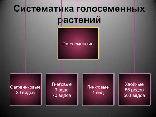 Систематика голосеменных растений