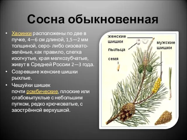 Сосна обыкновенная Хвоинки расположены по две в пучке, 4—6 см длиной,