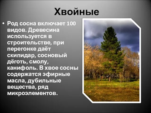 Хвойные Род сосна включает 100 видов. Древесина используется в строительстве, при