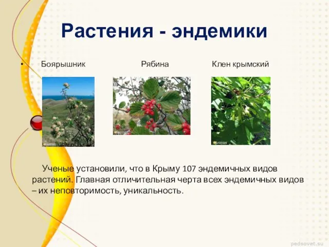 Растения - эндемики Боярышник Рябина Клен крымский Ученые установили, что в