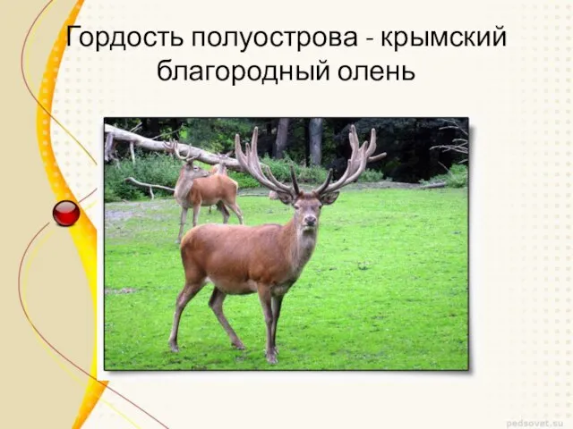 Гордость полуострова - крымский благородный олень