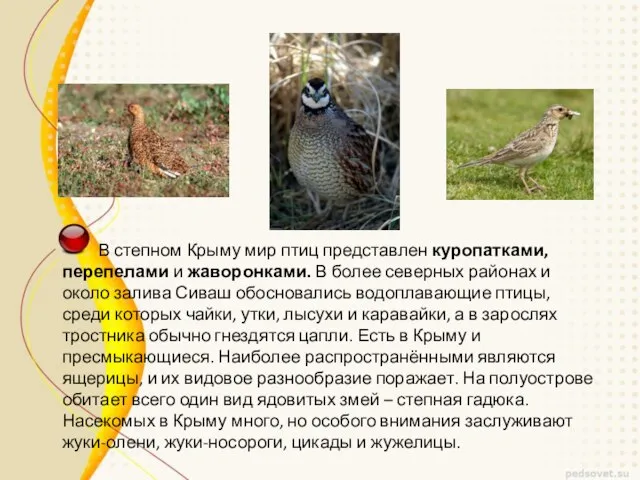 В степном Крыму мир птиц представлен куропатками, перепелами и жаворонками. В