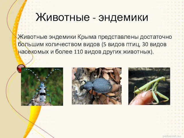 Животные - эндемики Животные эндемики Крыма представлены достаточно большим количеством видов