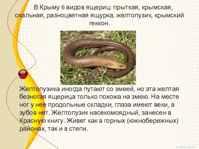 В Крыму 6 видов ящериц: прыткая, крымская, скальная, разноцветная ящурка, желтопузик,