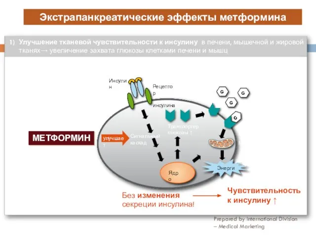 Prepared by International Division – Medical Marketing Экстрапанкреатические эффекты метформина 1)