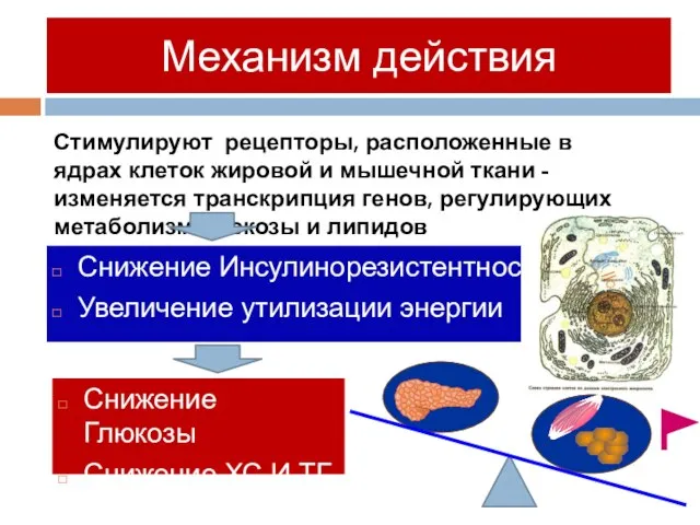 Снижение Инсулинорезистентности Увеличение утилизации энергии Механизм действия Стимулируют рецепторы, расположенные в