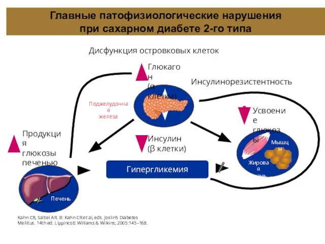 Главные патофизиологические нарушения при сахарном диабете 2-го типа Дисфункция островковых клеток