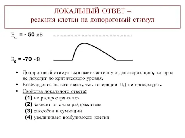 ЛОКАЛЬНЫЙ ОТВЕТ – реакция клетки на допороговый стимул Допороговый стимул вызывает