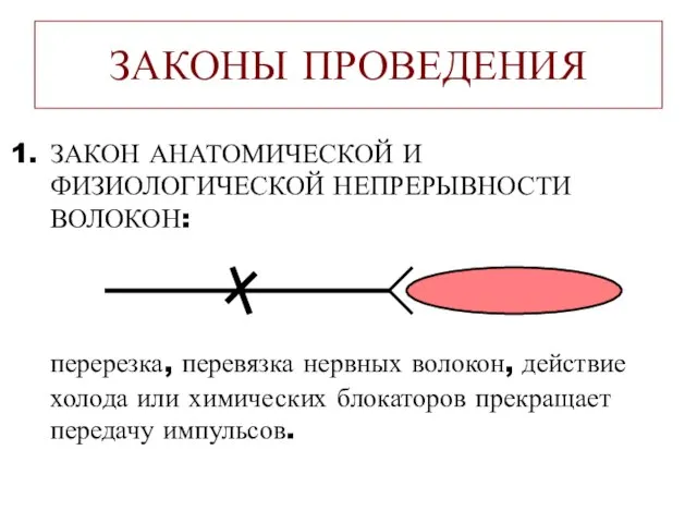 ЗАКОНЫ ПРОВЕДЕНИЯ ЗАКОН АНАТОМИЧЕСКОЙ И ФИЗИОЛОГИЧЕСКОЙ НЕПРЕРЫВНОСТИ ВОЛОКОН: перерезка, перевязка нервных