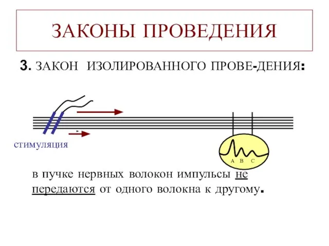 ЗАКОНЫ ПРОВЕДЕНИЯ 3. ЗАКОН ИЗОЛИРОВАННОГО ПРОВЕ-ДЕНИЯ: в пучке нервных волокон импульсы