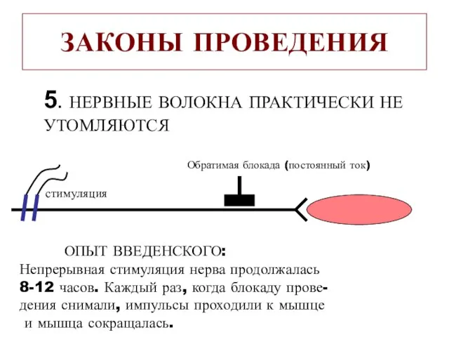 ЗАКОНЫ ПРОВЕДЕНИЯ 5. НЕРВНЫЕ ВОЛОКНА ПРАКТИЧЕСКИ НЕ УТОМЛЯЮТСЯ стимуляция Обратимая блокада