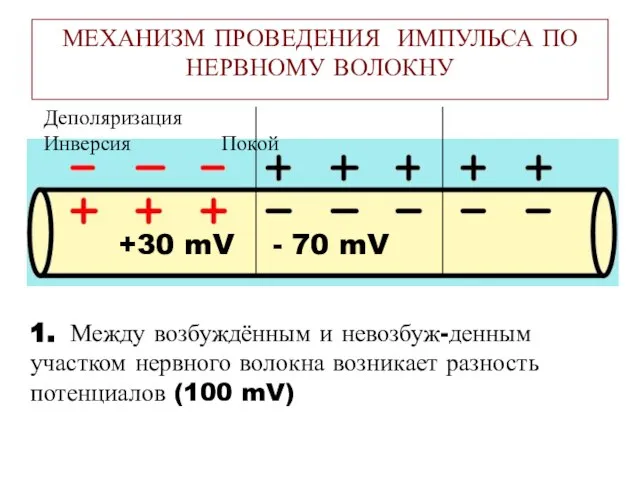 МЕХАНИЗМ ПРОВЕДЕНИЯ ИМПУЛЬСА ПО НЕРВНОМУ ВОЛОКНУ 1. Между возбуждённым и невозбуж-денным