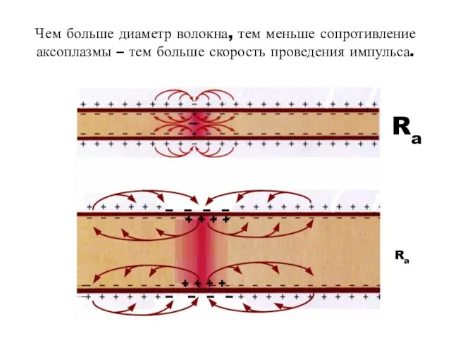 Чем больше диаметр волокна, тем меньше сопротивление аксоплазмы – тем больше