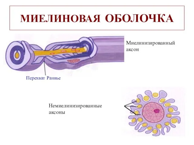 МИЕЛИНОВАЯ ОБОЛОЧКА Перехват Ранвье Немиелинизированные аксоны Миелинизированный аксон