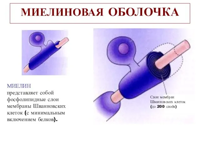 МИЕЛИНОВАЯ ОБОЛОЧКА МИЕЛИН представляет собой фосфолипидные слои мембраны Шванновских клеток (с