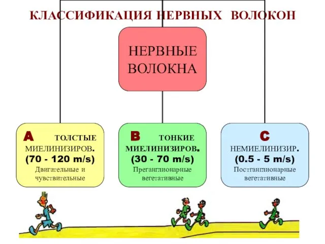 КЛАССИФИКАЦИЯ НЕРВНЫХ ВОЛОКОН