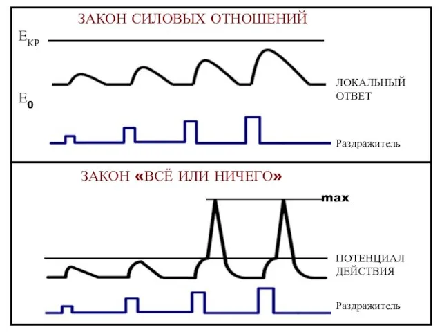 ЗАКОН СИЛОВЫХ ОТНОШЕНИЙ ЗАКОН «ВСЁ ИЛИ НИЧЕГО» ЕКР Е0 ЕКР Е0